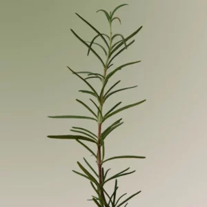 aromatica-rosemary-scalp-scrub-165g-pic-1