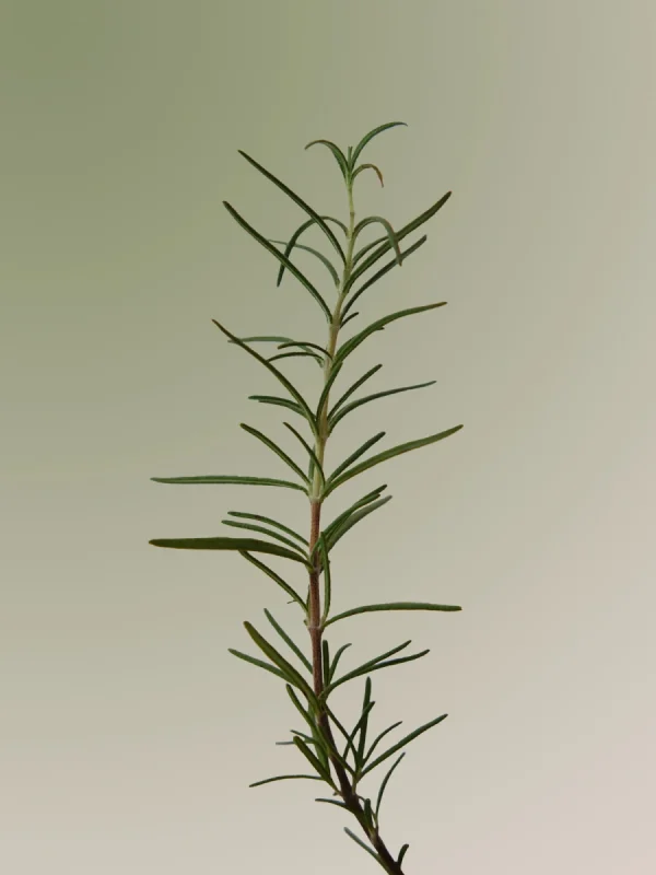 aromatica-rosemary-scalp-scrub-165g-pic-1